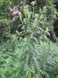 Attēlu rezultāti vaicājumam “Cirsium x rigens”