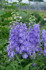 Attēlu rezultāti vaicājumam “Delphinium elatum  flower”