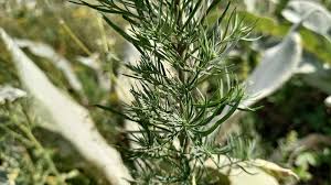 Attēlu rezultāti vaicājumam “Linaria vulgaris leaf”