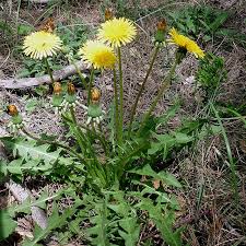 Attēlu rezultāti vaicājumam “Taraxacum officinale aggr. leaf”