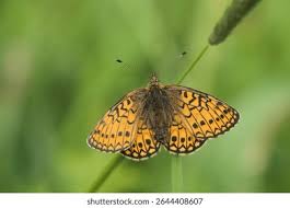Attēlu rezultāti vaicājumam “Boloria eunomia underside”