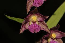 Attēlu rezultāti vaicājumam “Epipactis atrorubens fruit”