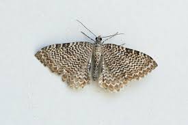 Attēlu rezultāti vaicājumam “Hydria undulata”