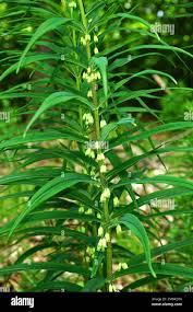 Attēlu rezultāti vaicājumam “Polygonatum verticillatum fruit”