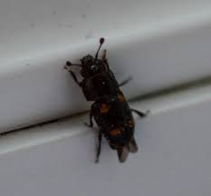 Attēlu rezultāti vaicājumam “Glischrochilus hortensis”