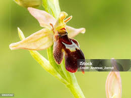 Attēlu rezultāti vaicājumam “Ophrys insectifera flower”