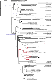 Attēlu rezultāti vaicājumam “Harpanthus flotovianus cells”