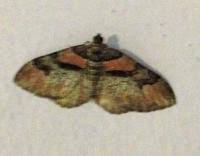 Attēlu rezultāti vaicājumam “Catarhoe rubidata”