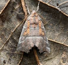 Attēlu rezultāti vaicājumam “Scoliopteryx libatrix”