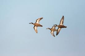 Image result for Anas discors