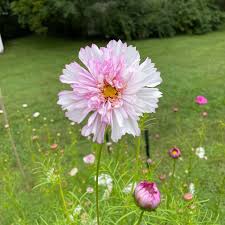 Image result for Cosmos bipinnatus `Double Click`