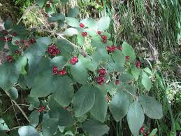 Attēlu rezultāti vaicājumam “Lonicera xylosteum fruit”