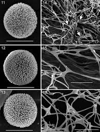 Attēlu rezultāti vaicājumam “Lamproderma pseudomaculatum stalked”