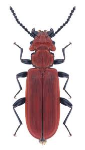 Attēlu rezultāti vaicājumam “Cucujus cinnaberinus larva”