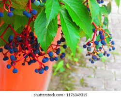Attēlu rezultāti vaicājumam “Parthenocissus quinquefolia fruit”