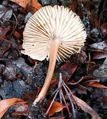 Attēlu rezultāti vaicājumam “Diderma tigrinum stalked”