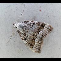 Attēlu rezultāti vaicājumam “Nola aerugula”