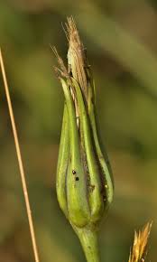 Attēlu rezultāti vaicājumam “Microbotryum tragopogonis - pratensis”