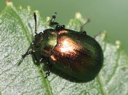 Attēlu rezultāti vaicājumam “Linaeidea aenea”