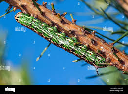 Attēlu rezultāti vaicājumam “Sphinx pinastri larva”