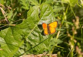 Attēlu rezultāti vaicājumam “Lycaena virgaureae male”