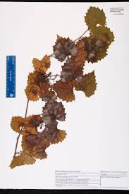 Attēlu rezultāti vaicājumam “Vitaceae”