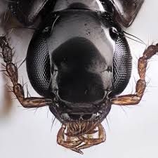 Attēlu rezultāti vaicājumam “Quedius dilatatus”