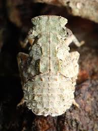 Attēlu rezultāti vaicājumam “Auchenorrhyncha”