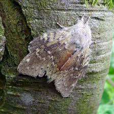 Attēlu rezultāti vaicājumam “Stauropus fagi”