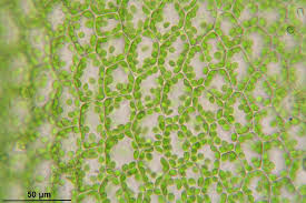 Attēlu rezultāti vaicājumam “Tortula truncata”