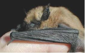 Attēlu rezultāti vaicājumam “Myotis sp.”