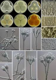 Attēlu rezultāti vaicājumam “Fuligo gyrosa macro”