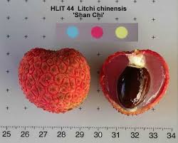 Image result for Litchi chinensis