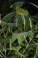 Attēlu rezultāti vaicājumam “Cinna latifolia leaf”
