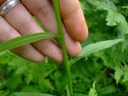 Attēlu rezultāti vaicājumam “Stemonaria irregularis young”