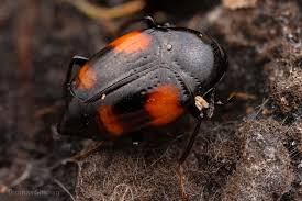 Attēlu rezultāti vaicājumam “Scaphidium quadrimaculatum”