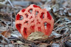 Attēlu rezultāti vaicājumam “Clathrus ruber”