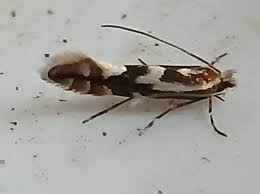 Attēlu rezultāti vaicājumam “Phyllonorycter apparella”