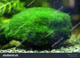 Imagini pentru Cladophora aegagropila