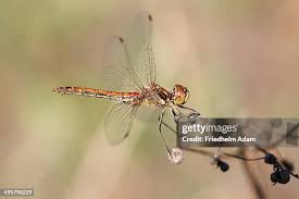 Attēlu rezultāti vaicājumam “Sympetrum vulgatum female”