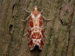 Attēlu rezultāti vaicājumam “Rhyacionia pinicolana”