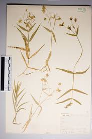 Attēlu rezultāti vaicājumam “Stellaria holostea fruit”