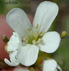 Attēlu rezultāti vaicājumam “Arabis hirsuta flower”