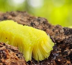 Attēlu rezultāti vaicājumam “Stemonitis flavogenita macro”