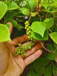 Attēlu rezultāti vaicājumam “Schisandra chinensis”