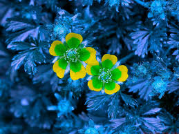 Attēlu rezultāti vaicājumam “Potentilla reptans flower”