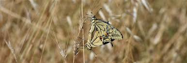Attēlu rezultāti vaicājumam “Papilio machaon upperside”