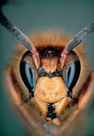 Attēlu rezultāti vaicājumam “Vespa crabro”