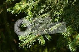 Attēlu rezultāti vaicājumam “Picea abies leaf”