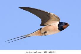 Attēlu rezultāti vaicājumam “Hirundinidae”